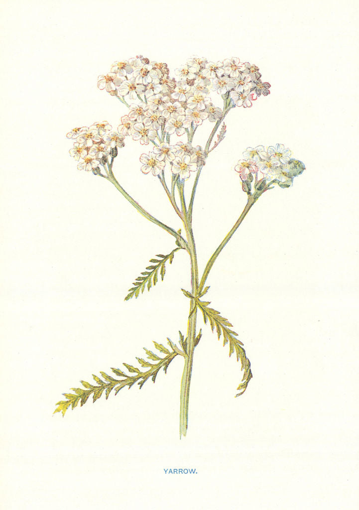 Yarrow. Wild Flowers by Frederick Edward Hulme c1895 old antique print picture